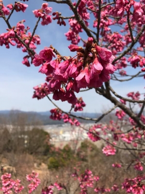 寒緋桜