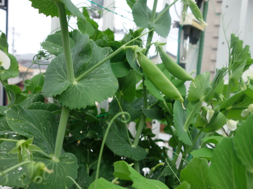えんどう