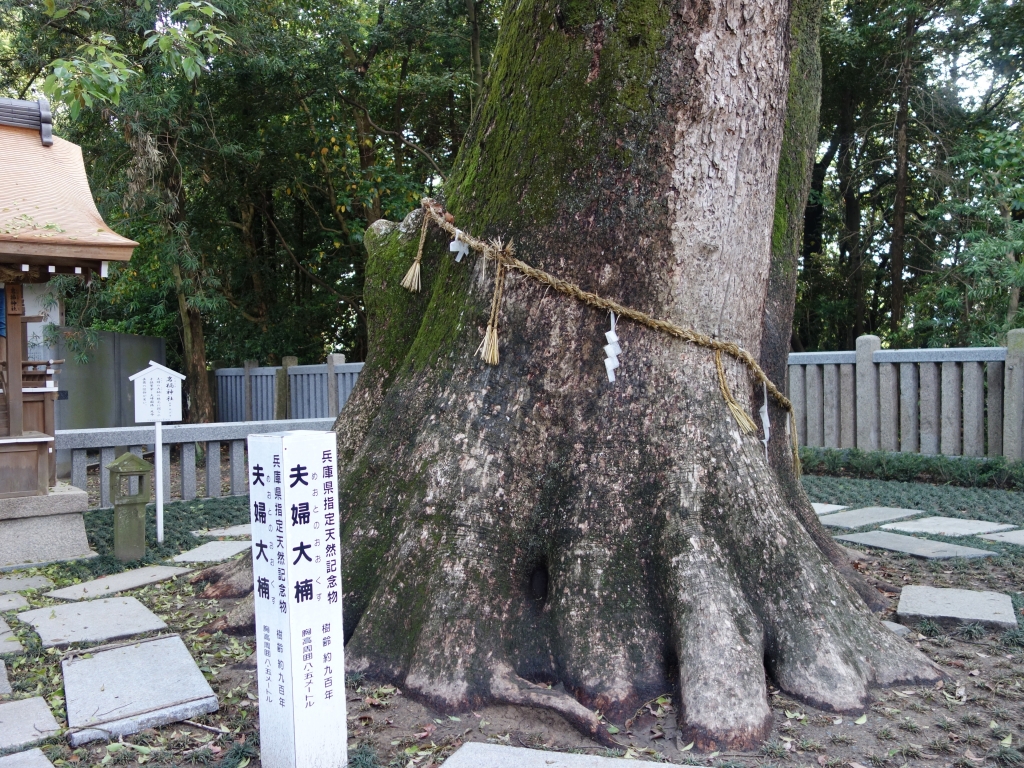おお楠