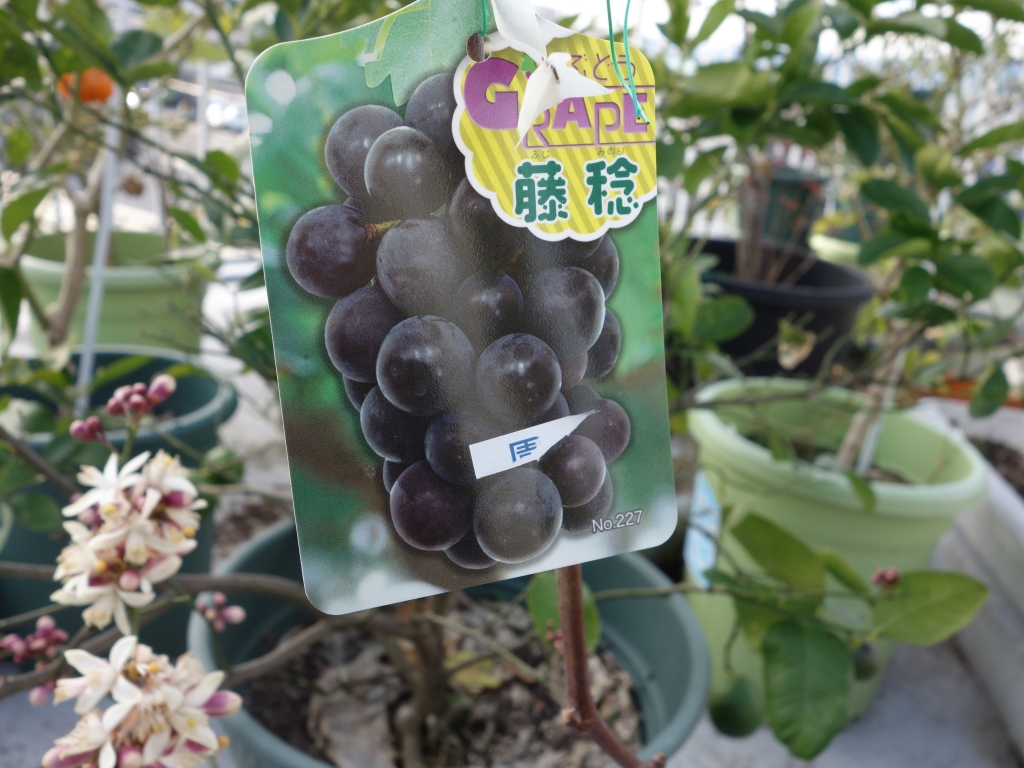 藤稔