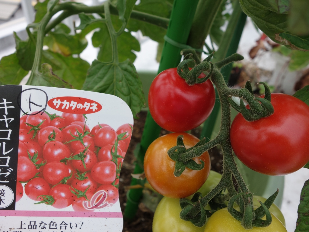 キャロル