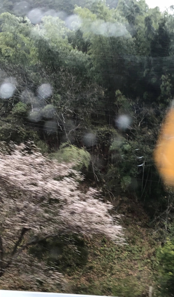 津野町桜