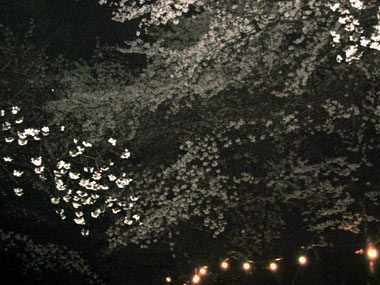 鶴山夜桜