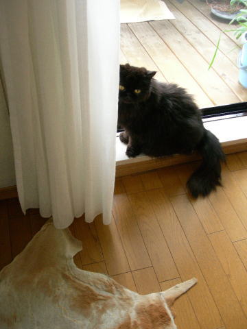 これでわかるでしょ!?