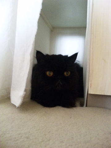 猫の駐車場って感じ( ̄ー ̄;)