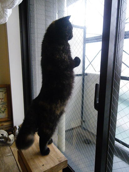 もしかして、キャットタワーが低い!?
