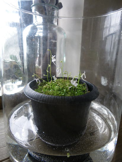 こう見えても食虫植物。