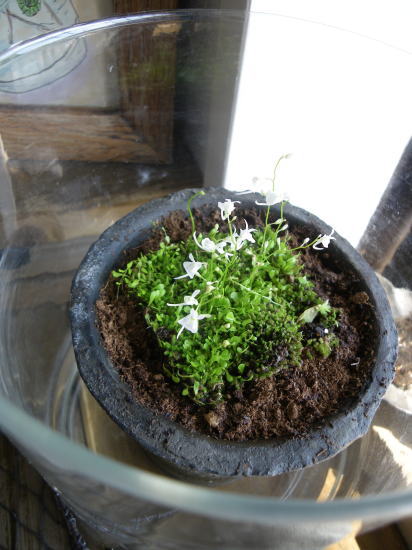 植え替えしても無事♪