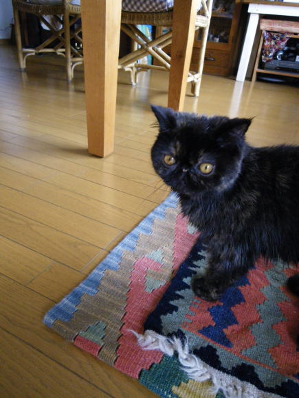 人間は毛だらけに(>_<)