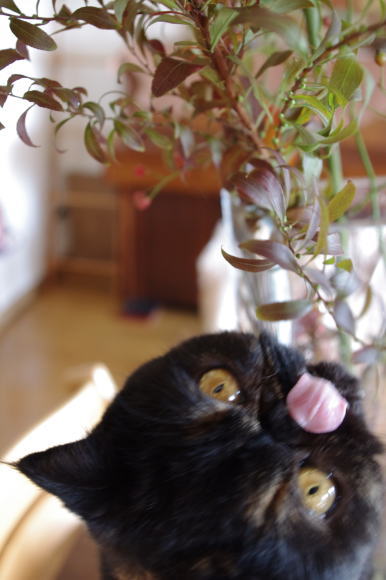 ぺろり。