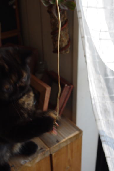 パシッ。