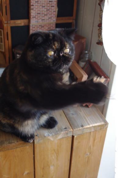パシッ!