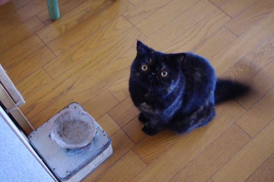 パタパタパタ