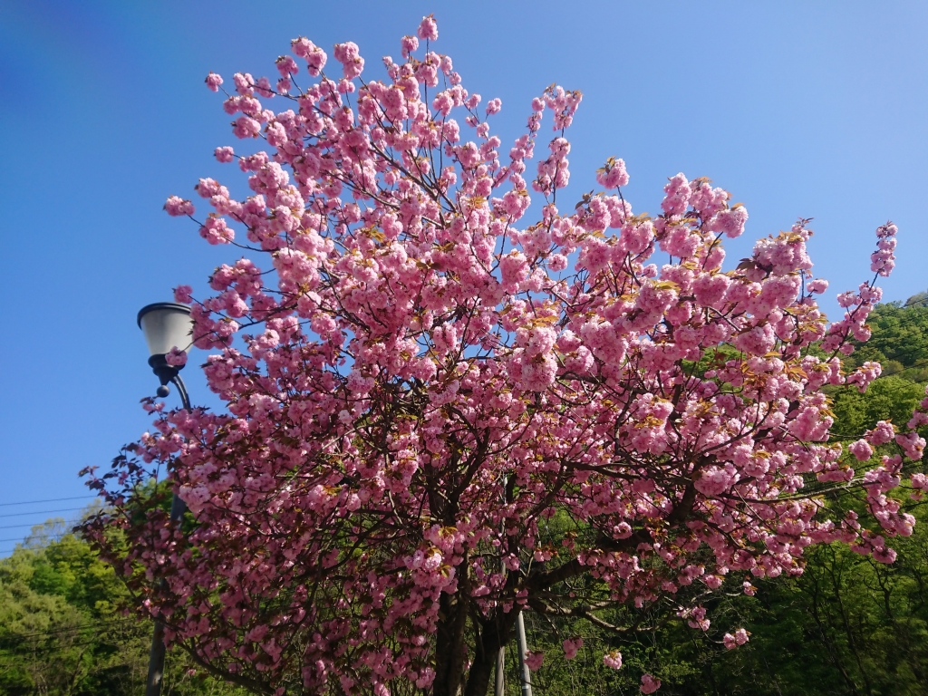 八重桜