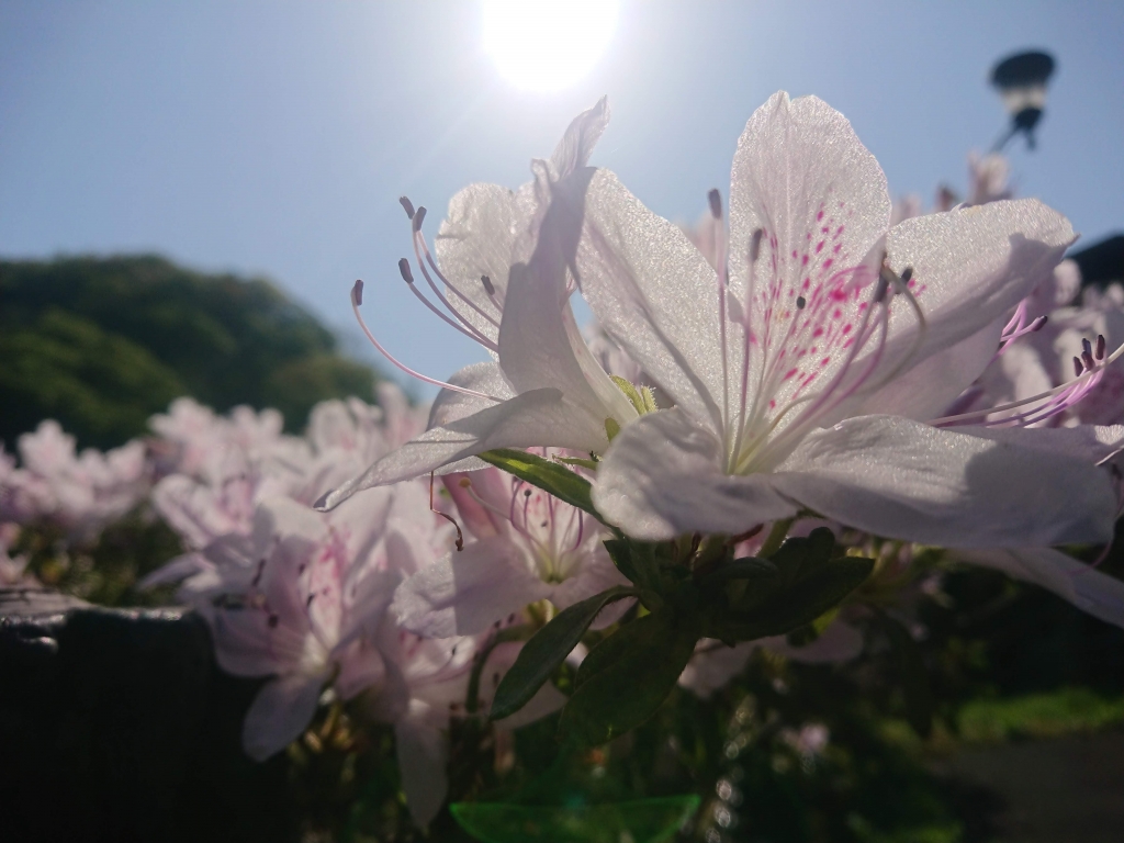 つつじ