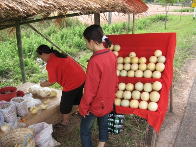 パヤオメロン売り