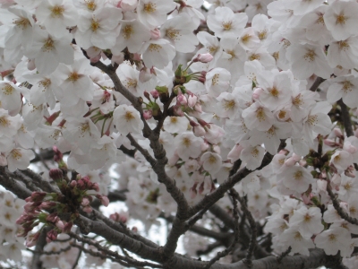 桜2009033101