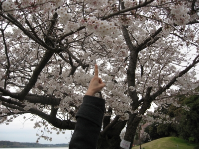 桜2009033103