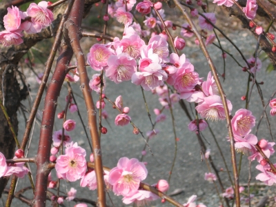 梅