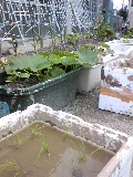 Image267.jpg