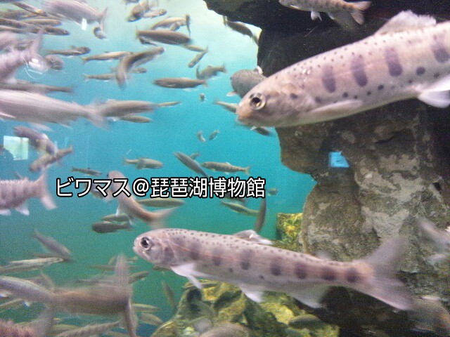 1333775378-picsay.jpg