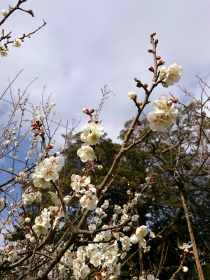 梅