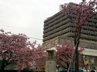 熱海桜