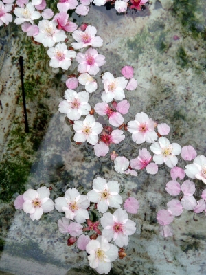 さくら