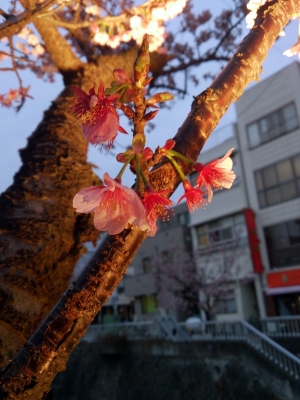 夜桜