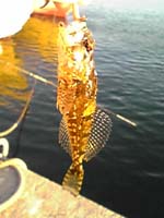 アナハゼ君