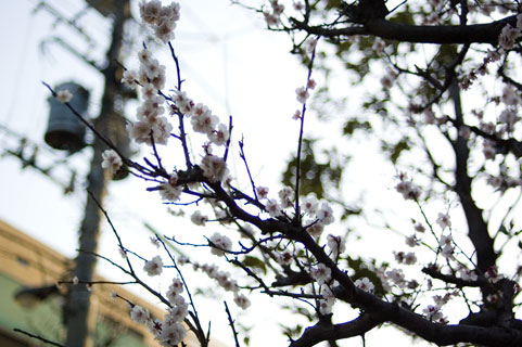 違い 梅 と 桜の