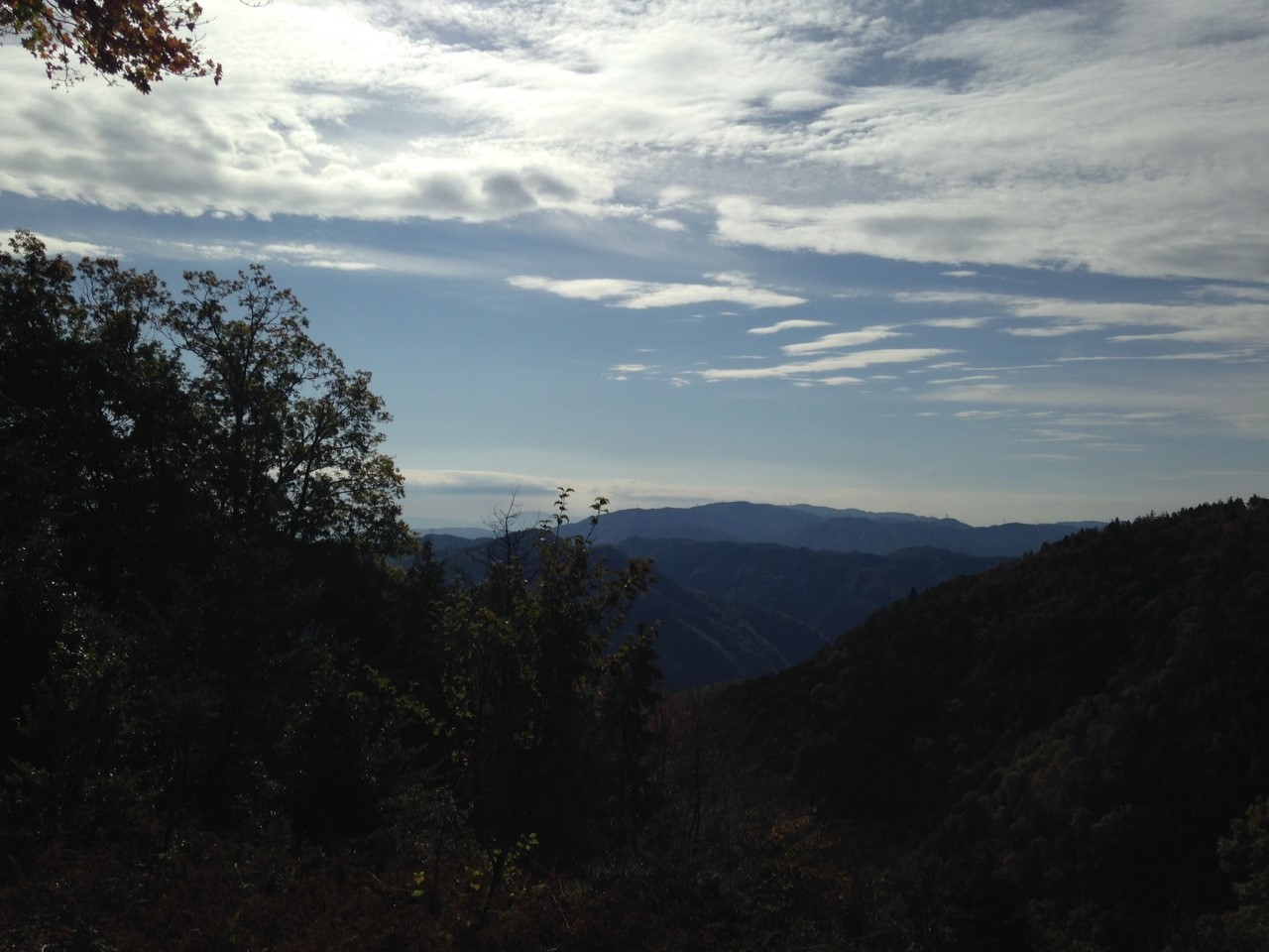 11月12日 愛宕山_529.jpg