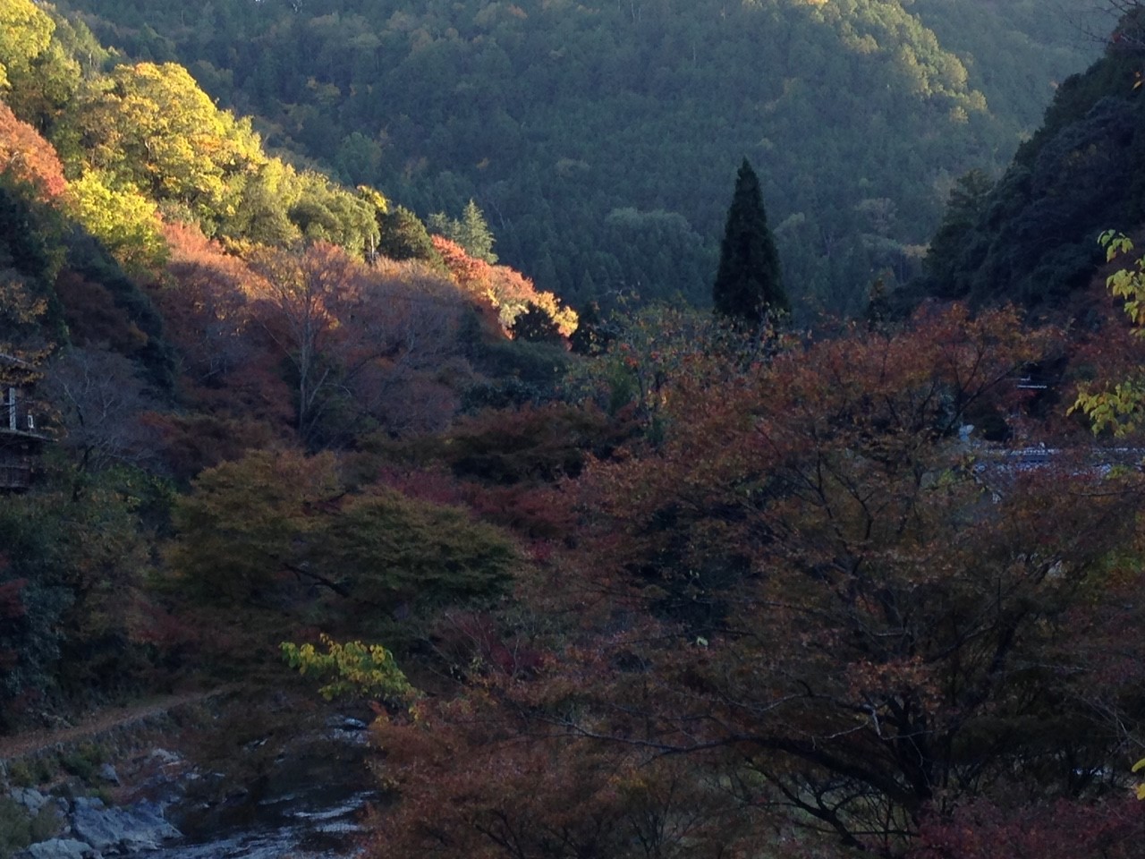 11月12日 愛宕山_5874.jpg