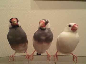3ちび
