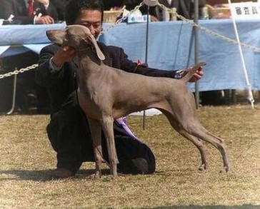ニッコ