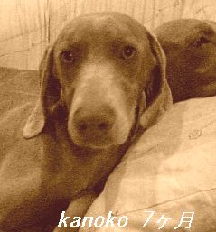 kanoko