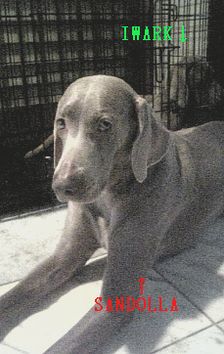 まずはサンドラから・・・。
