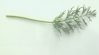 201007171946000.jpg