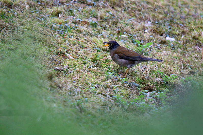 7598鳥800.jpg