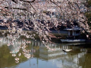 堀端の桜