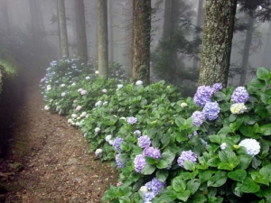 金山出石寺の紫陽花