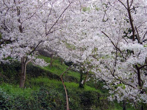 À¶¸«¤Èºù(1)