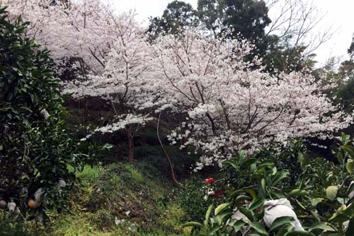 あらし山の桜