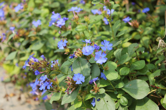 荒地の青い花 絵とガーデン アンの庭