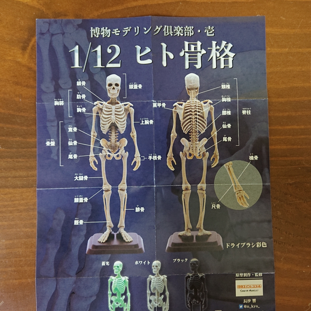 一宮の骨　 博物モデリング倶楽部・参 1/35 マチカネワニ骨格 【SO-TA】