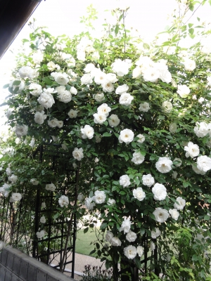 つるバラ アイスバーグ R Garden