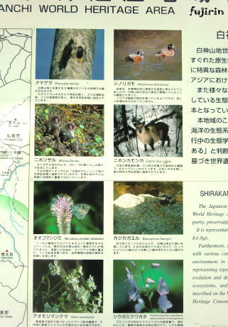 白神路2