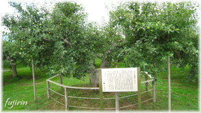 弘前市りんご公園6