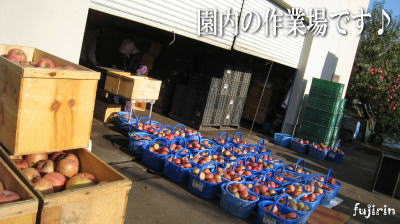 秋の収穫写真3