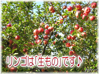 りんごは生もの